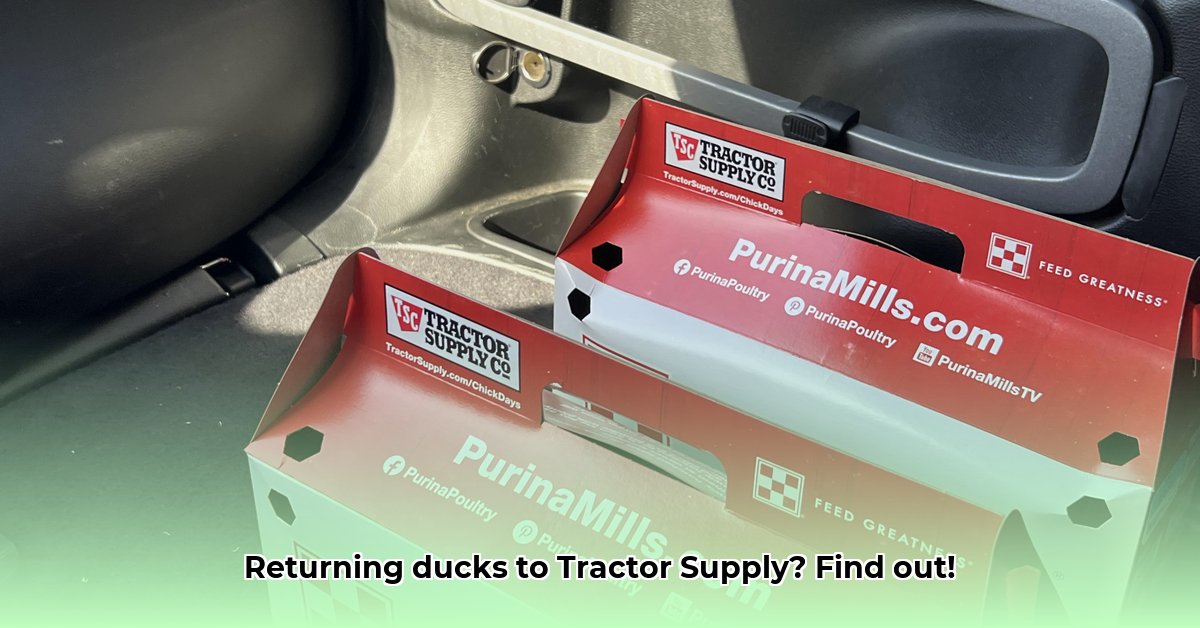 can-you-return-ducks-to-tractor-supply